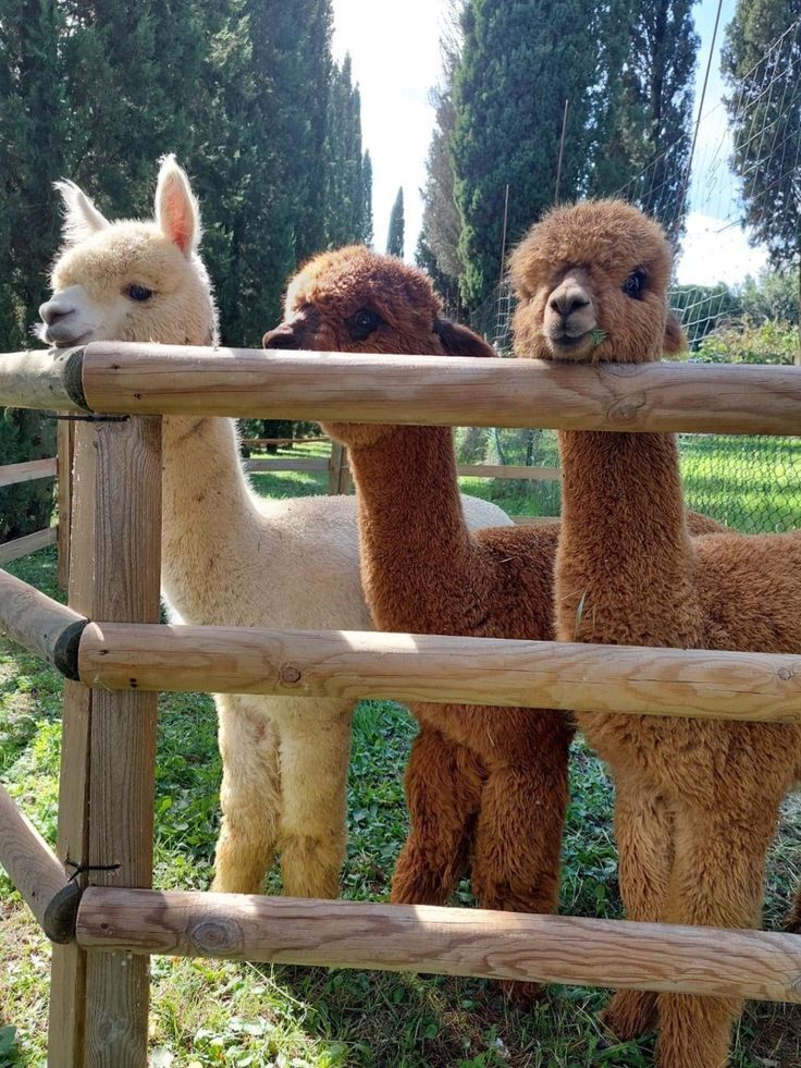 Hoe Alpaca's Mijn Spirituele Reis Veranderden: Een Onverwachte Ontdekking